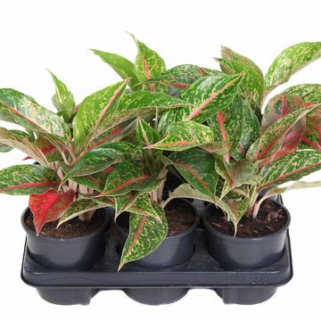 Aglaonema 'Night Sprakle'