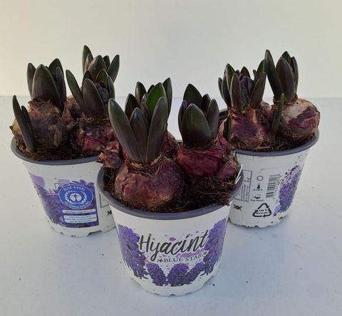 Hyacinthus orientalis 'Blue Star'