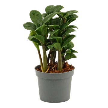 Zamioculcas zamiifolia ZENZI