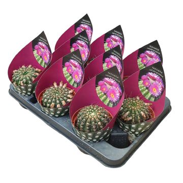 Notocactus uebelmannianus