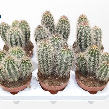Pachycereus pringlei