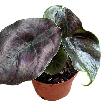 Alocasia azlanii