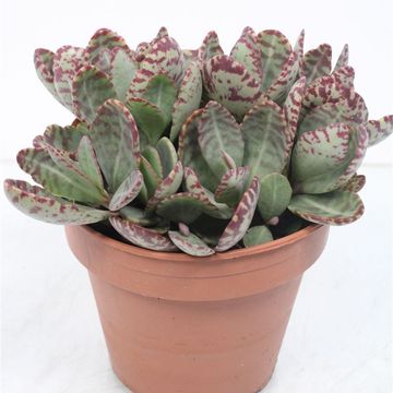 Kalanchoe humilis 'Perdiz'