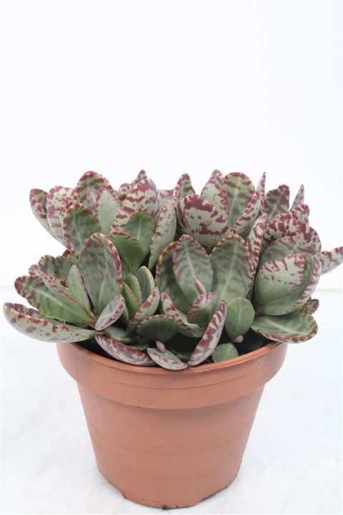 Kalanchoe humilis 'Perdiz'