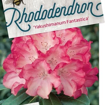 Rhododendron 'Fantastica' (Y)