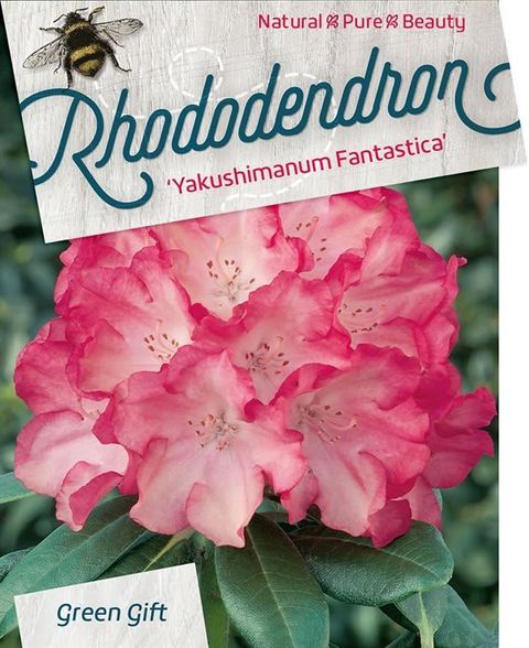 Rhododendron 'Фантастика'