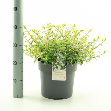 Abelia x grandiflora LUCKY LOTS