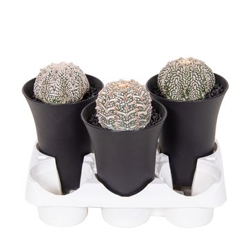 Astrophytum asterias 'Super Kabuto'