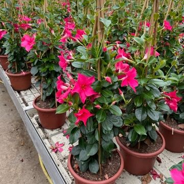 Mandevilla SUMMERSTAR NEON PINK