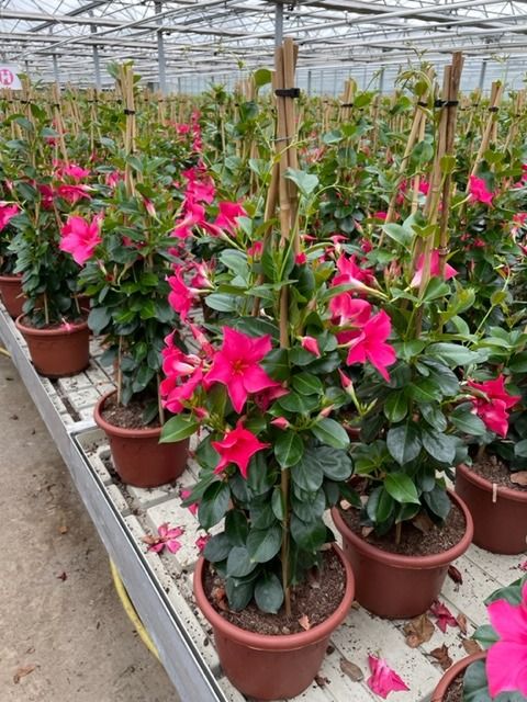 Mandevilla SUMMERSTAR NEON PINK
