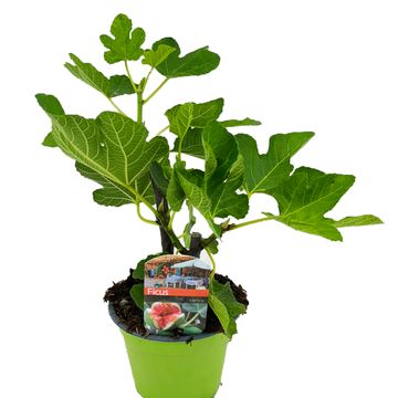 Ficus carica