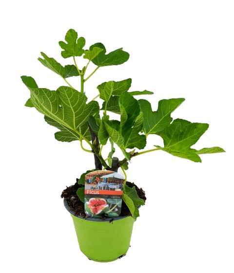 Ficus carica