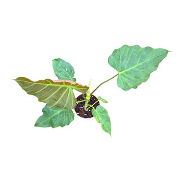 Philodendron 'Corsinianum'