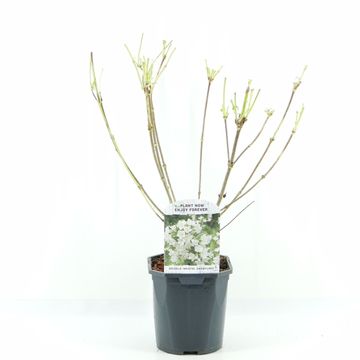 Weigela 'Bristol Snowflake'