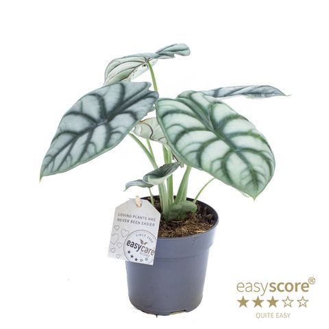 Alocasia 'Silver Dragon'