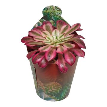 Aeonium 'Mardi Gras'