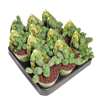 Euphorbia pseudoglobosa