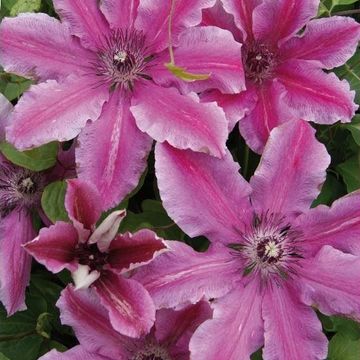 Clematis 'Carnaby' (LL)