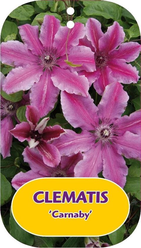 Clematis 'Carnaby' (LL)