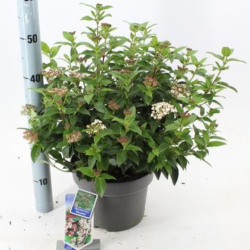 Viburnum tinus 'Ив Прайс'