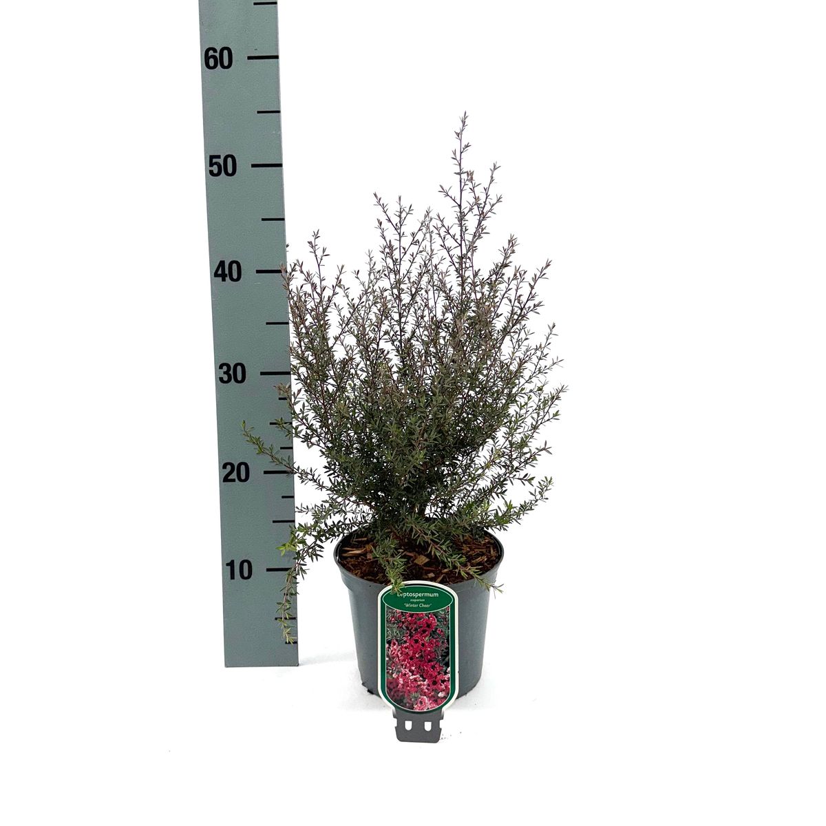 Leptospermum scoparium 'Winter Cheer' — Plant Wholesale FlorAccess
