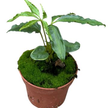 Anthurium polyschistum