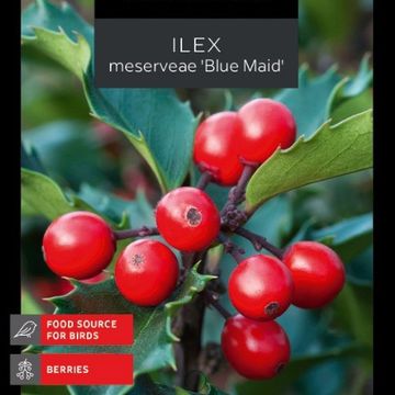 Ilex x meserveae 'Blue Maid'