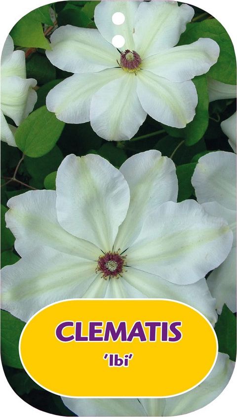 Clematis 'Ibi' (EL)