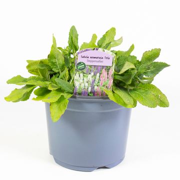 Salvia nemorosa MIX IN POT