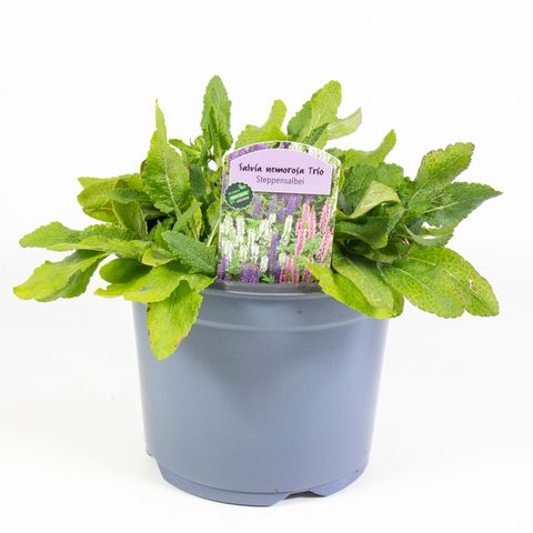 Salvia nemorosa MIX IN POT