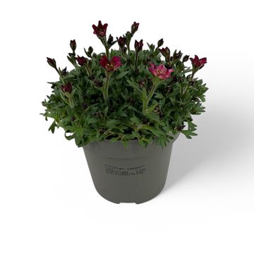 Saxifraga TOURAN DEEP RED