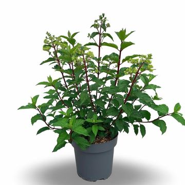 Hydrangea paniculata VANILLE FRAISE