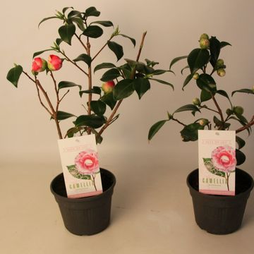 Camellia japonica 'Bonomiana'