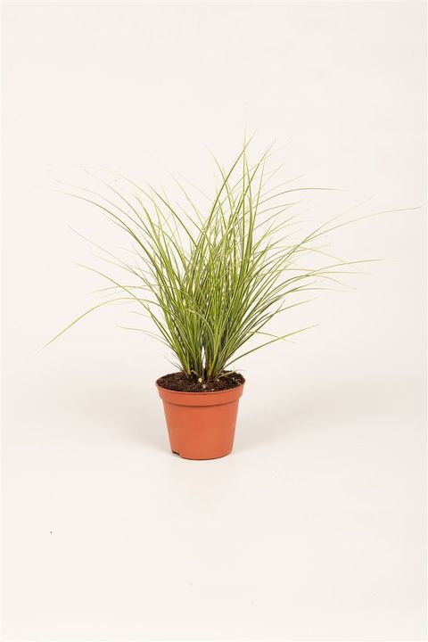 Carex brunnea 'Jubilo'