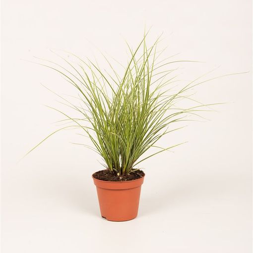 Carex brunnea 'Jubilo'