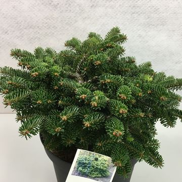 Abies nordmanniana 'Dobrichovice'