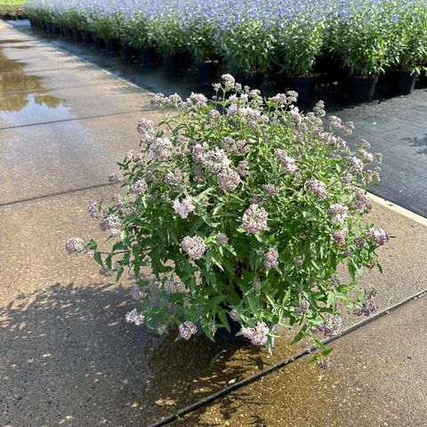 Caryopteris x clandonensis 'Camara Pink'