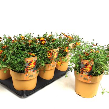 Bidens ferulifolia BLAZING GLORY