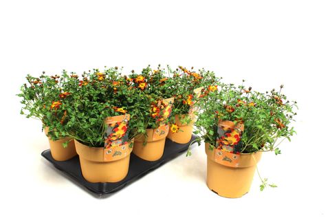 Bidens ferulifolia BLAZING GLORY