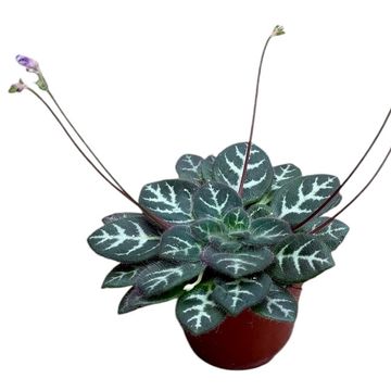 Primulina sinovietnamica