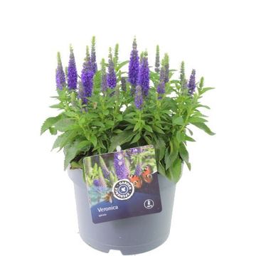 Veronica spicata INSPIRE BLUE