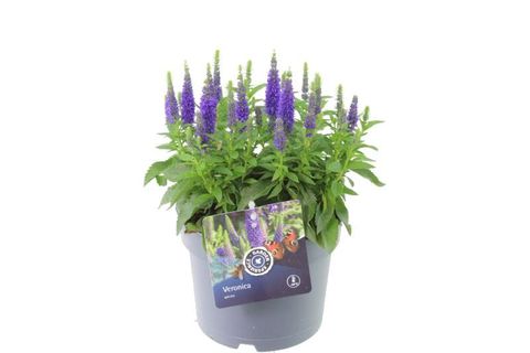 Veronica spicata INSPIRE BLUE