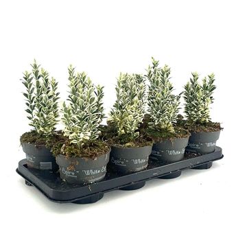 Euonymus japonicus 'White Spire'