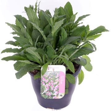 Digitalis purpurea 'Hanabee Pink'