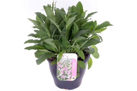 Digitalis purpurea 'Hanabee Pink'