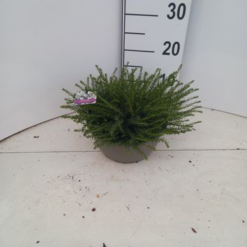 Erica x darleyensis MIX