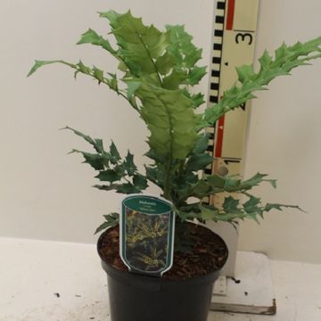 Mahonia x media 'Winter Sun'