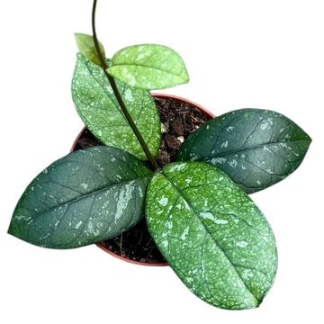 Hoya 'Crassipetiolata Splash'