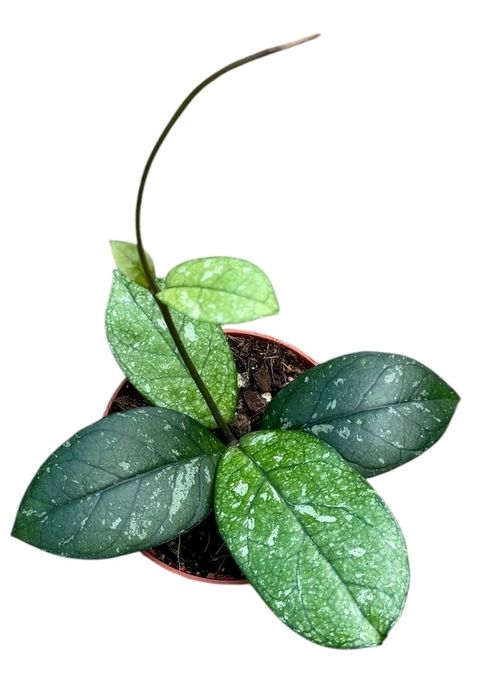 Hoya 'Crassipetiolata Splash'