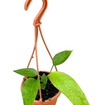 Антуриум vittariifolium